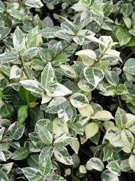 Variegated Asian Jasmine, 4" Pot