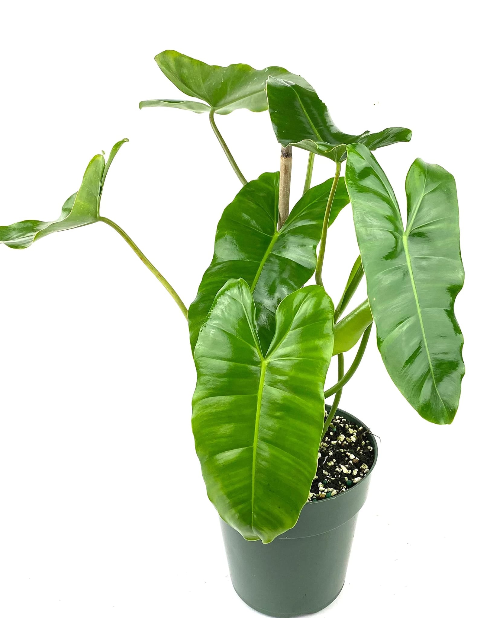 blue marx philodendron Burle Marx Philodendron