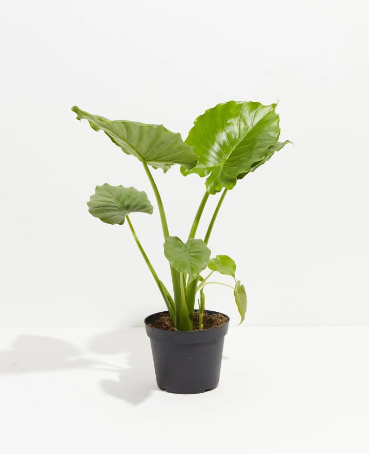 florida elephant ear plant Alocasia California Elephant Ear