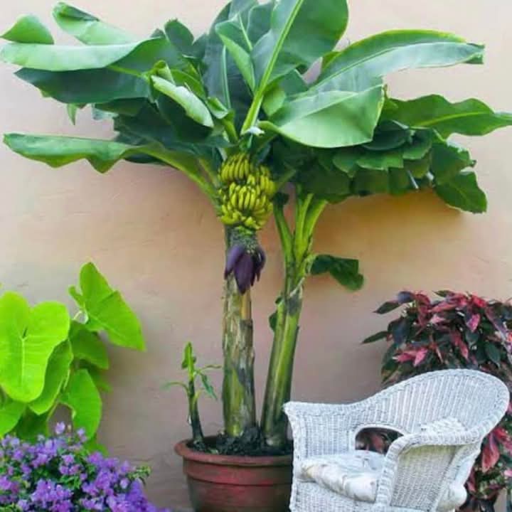 Dwarf Cavendish Banana Tree - 1 Gallon Pot