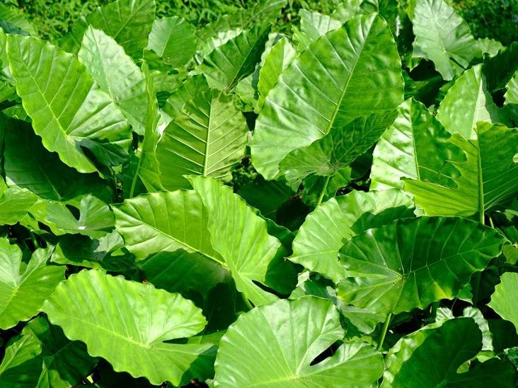Alocasia California Elephant Ear - 4 inch Pot