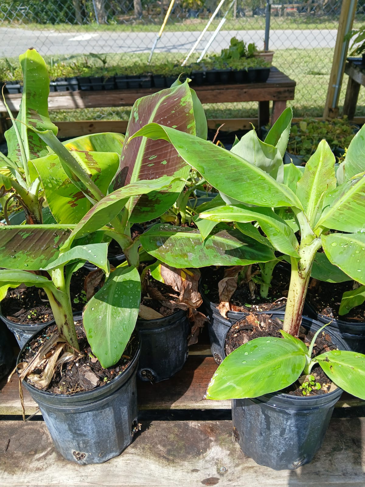 banana plant in pot Dwarf Cavendish Banana Tree