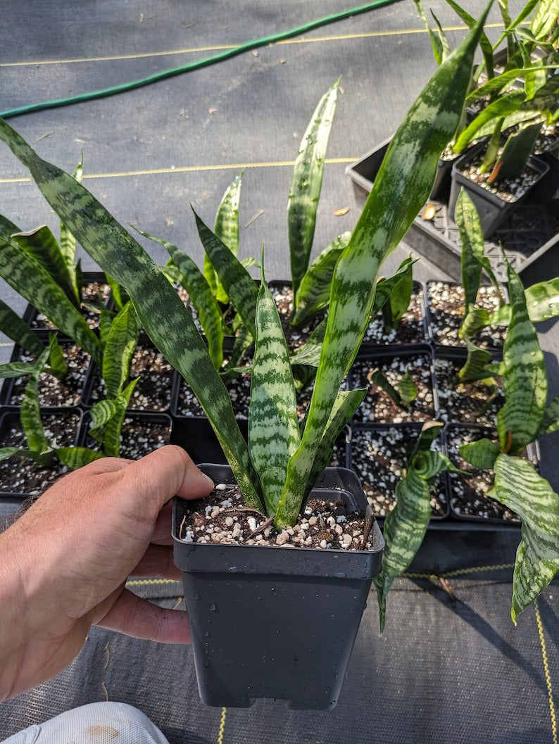Snake Plant | Mother-in-Law Tongue | Sansevieria | 4 inch pot