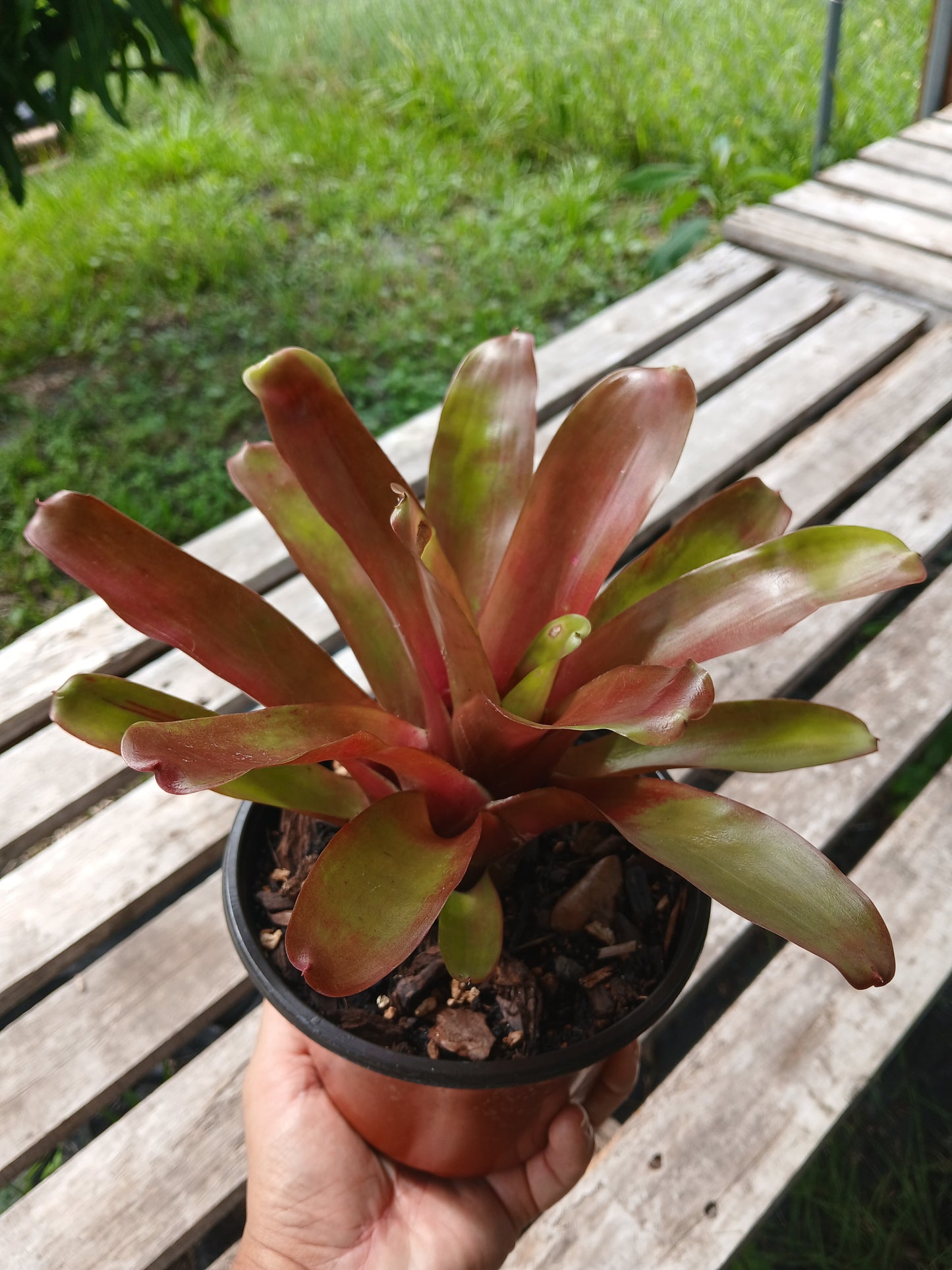 Bromeliad Neoregelia "Fireball" Tropical Plant