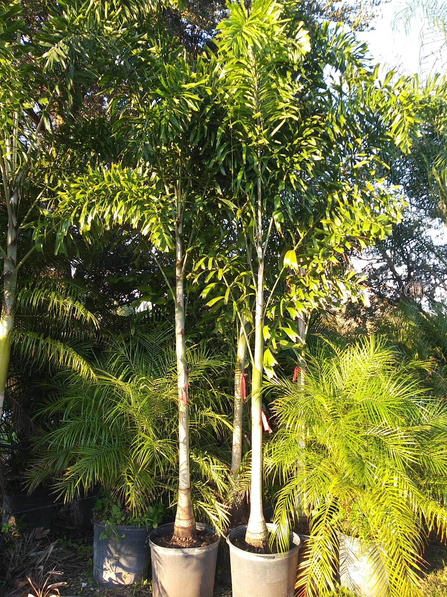 Foxtail Palm, Single Trunk, 15gl Container (LOCAL PICK UP ONLY)