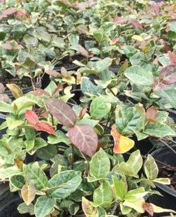 'Bronze beauty' Asian Jasmine, 4" Pot