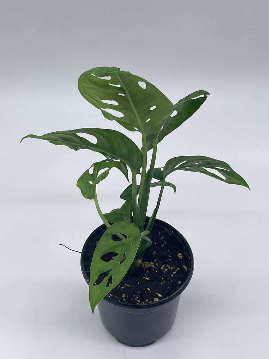 Monstera Adansonii Swiss Cheese Plant, 4" Pot