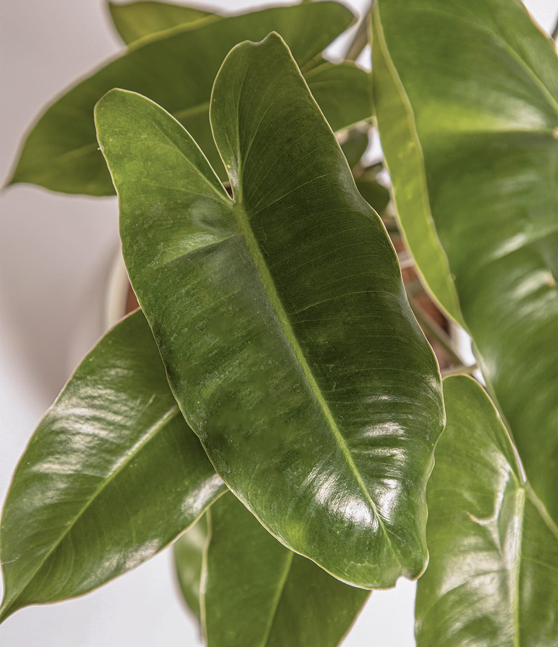 Burle Marx Philodendron - 4 inch Pot