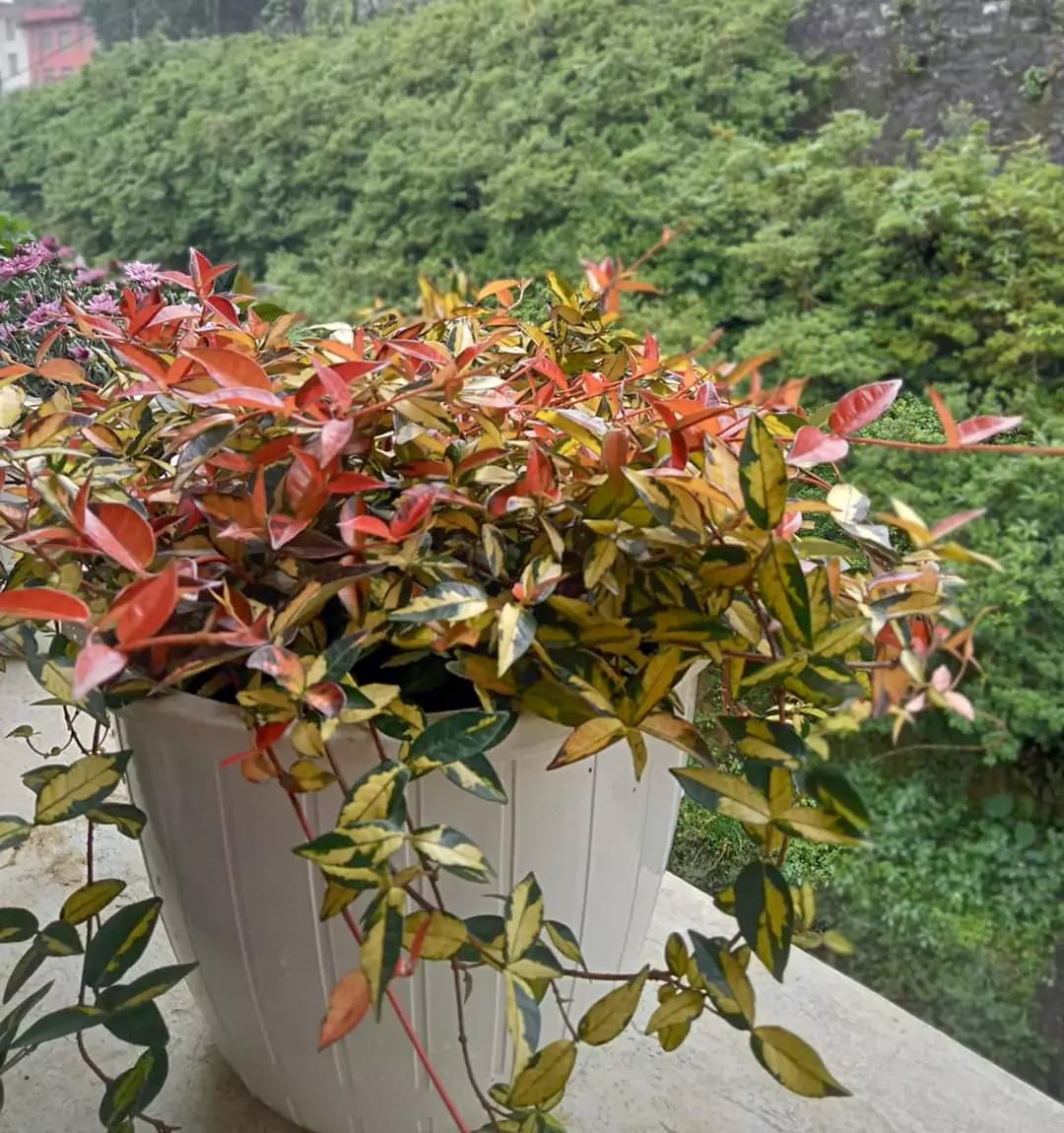 Summer Sunset Jasmine Plant with Fragrant White Flowers, 4" Pot