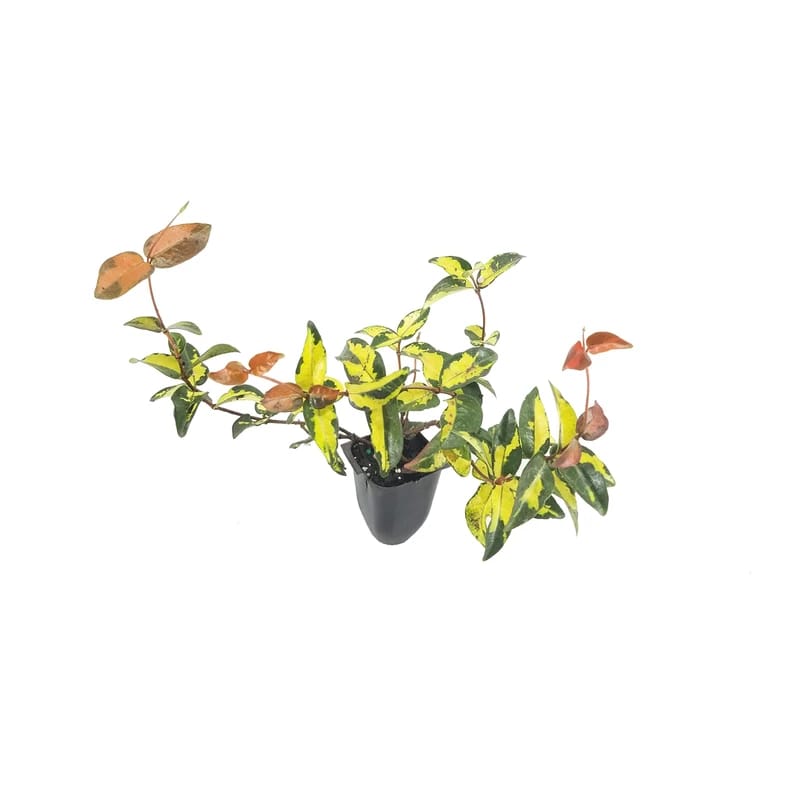 Summer Sunset Jasmine Plant with Fragrant White Flowers, 4" Pot