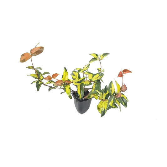 Summer Sunset Jasmine Plant with Fragrant White Flowers, 4" Pot