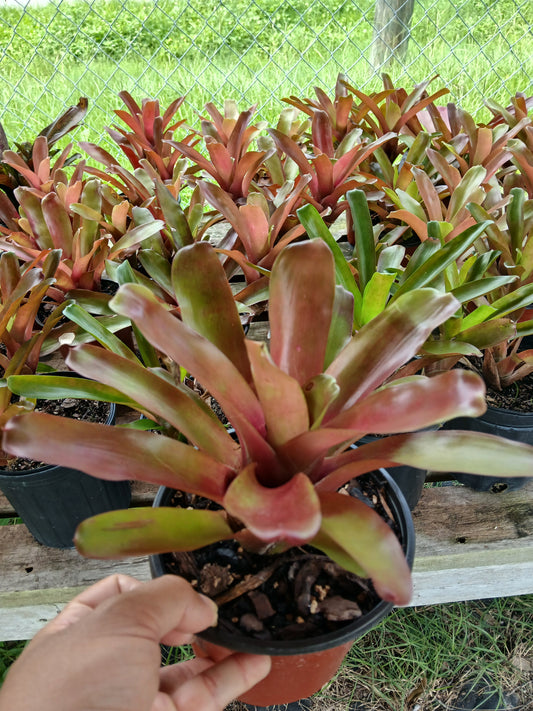 Bromeliad Neoregelia "Fireball" Tropical Plant